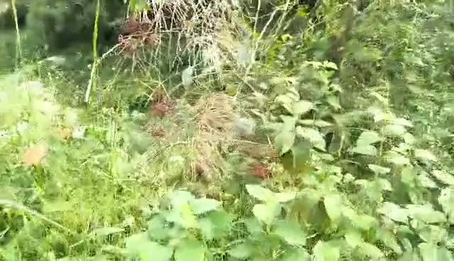 草原的秋天歌曲谱_秋天的草原图片