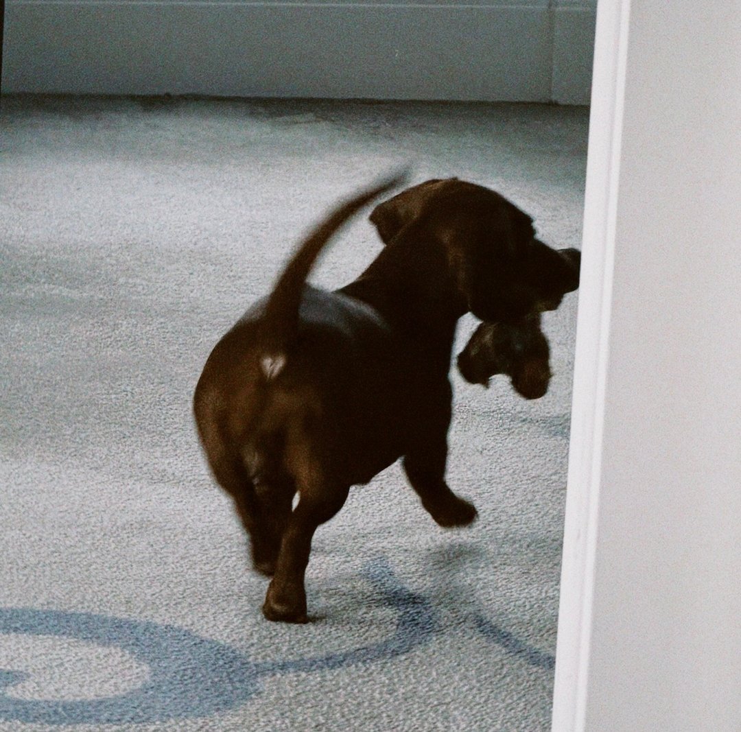 孙千的一组日常～“怕大家看不到这期主人公放三张小狗即使背对着你也要坚持比心突