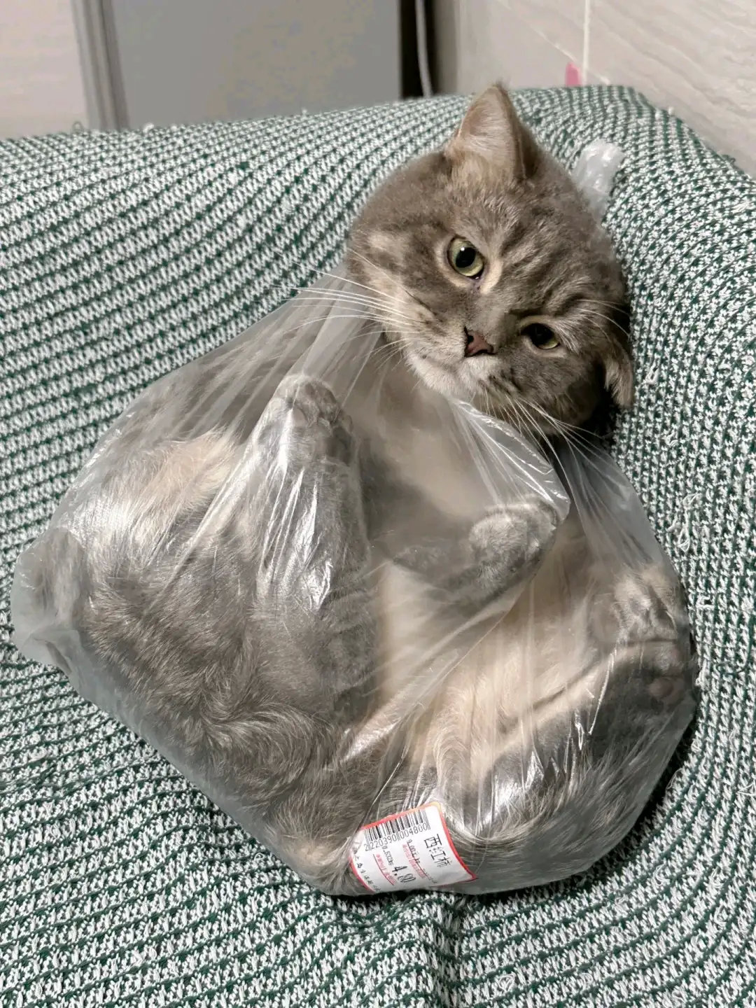 特意在超市买的一袋子猫，不重，超市还特价搞特价，麻麻图便宜就买了一把，今晚，可以