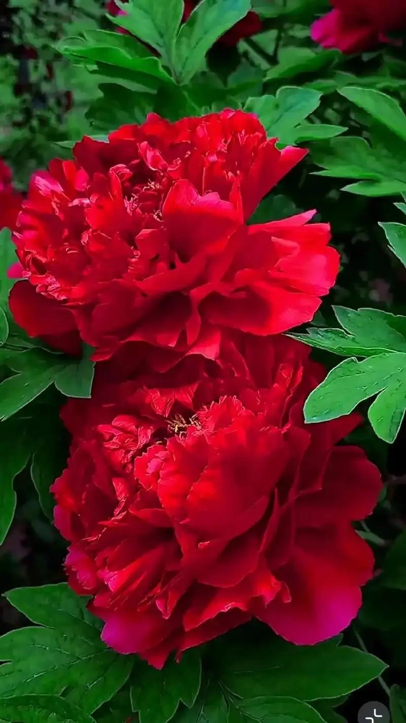 大红色牡丹够喜庆，大大的花朵，红的耀眼。