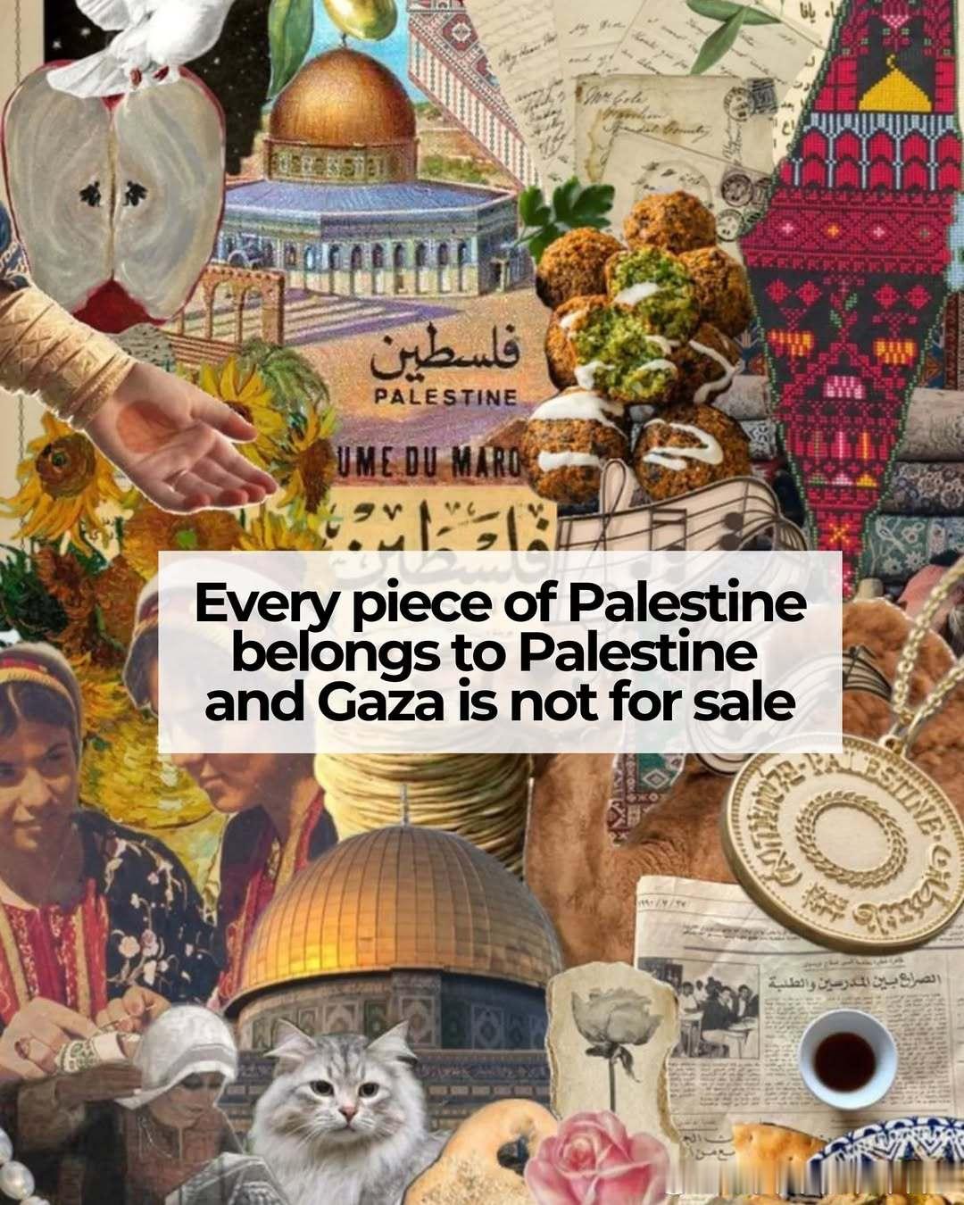 他们用鲜血和墨水在地图上划线，把那片长满古老橄榄树的土地切割成一块块地段与区域。