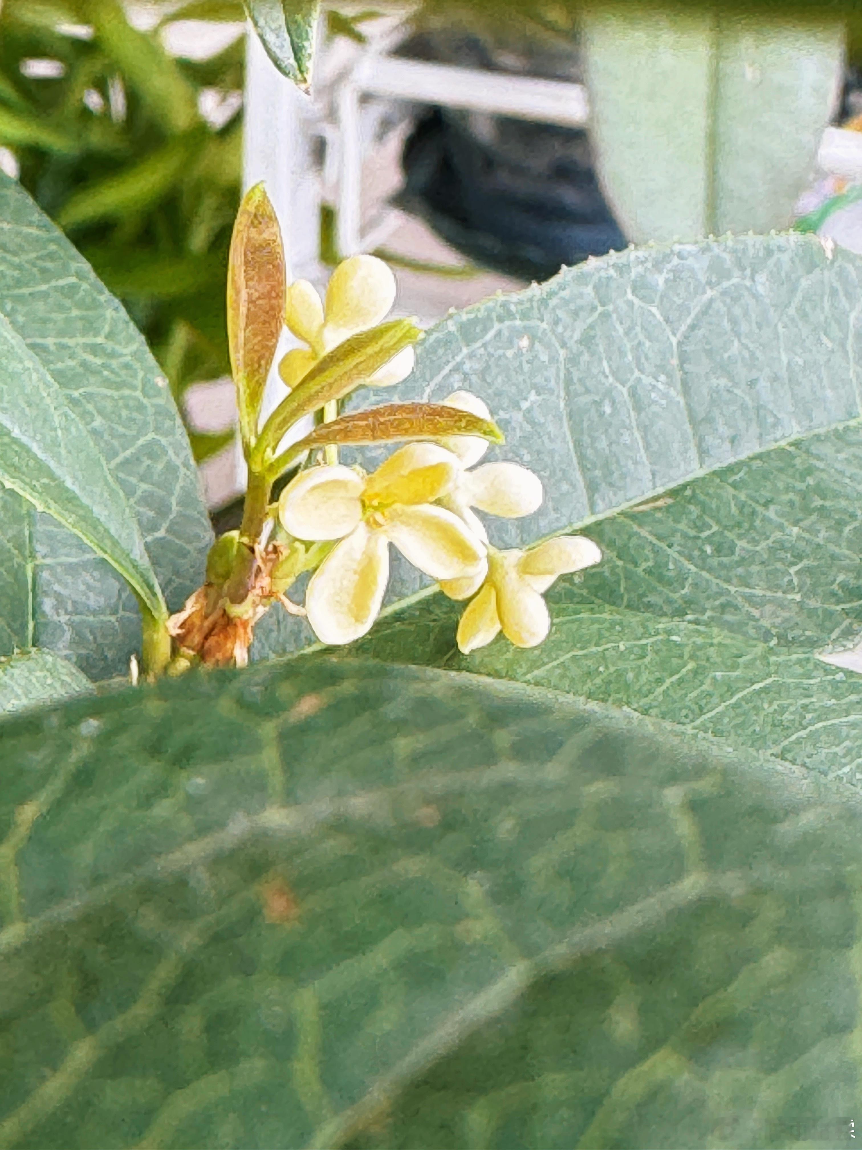 不能怪老年人喜欢种菜，家里就这几盆蝴蝶兰，发财树，桂花我都得每天起床就欣赏，有没