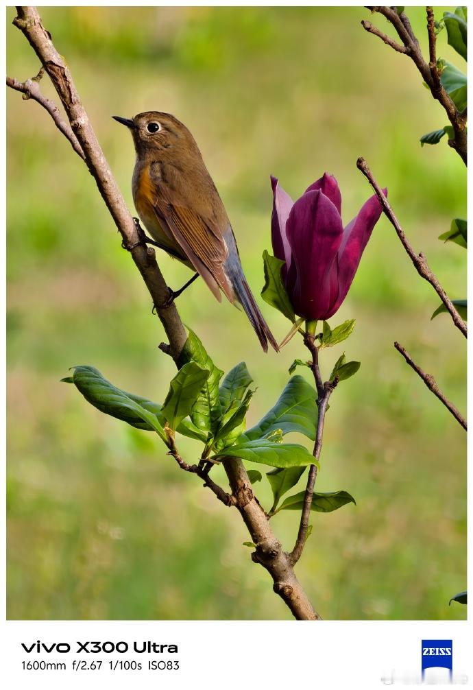 vivoX300Ultra+400mm蔡司增距镜G2Ultra真是拍鸟利器