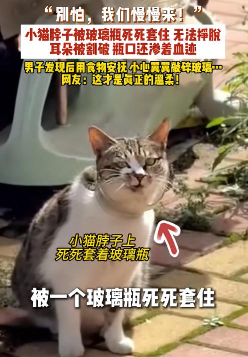 东，一只流浪小花猫因为好奇钻进了玻璃瓶，结果脖子被死死套住出不来。它的耳朵被瓶口