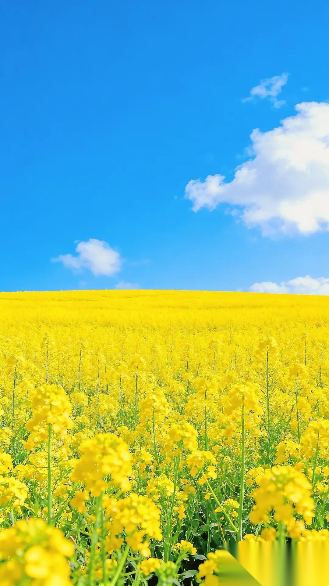 张雪峰说：“只要你不操⼼孩⼦，那么这个操⼼的⼈，就会是他⾃⼰。”如果你什