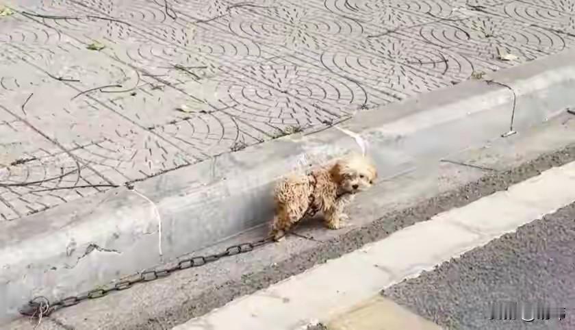 泪目了，这天一位小姐姐去街上逛街，结果走到一条小路上的时候，看到令人伤感的一幕，