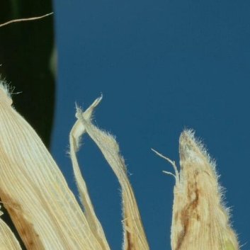 种植种植微公益玉米种植方法1、选种：每年购买种子的时候，农民都会选择抗旱、