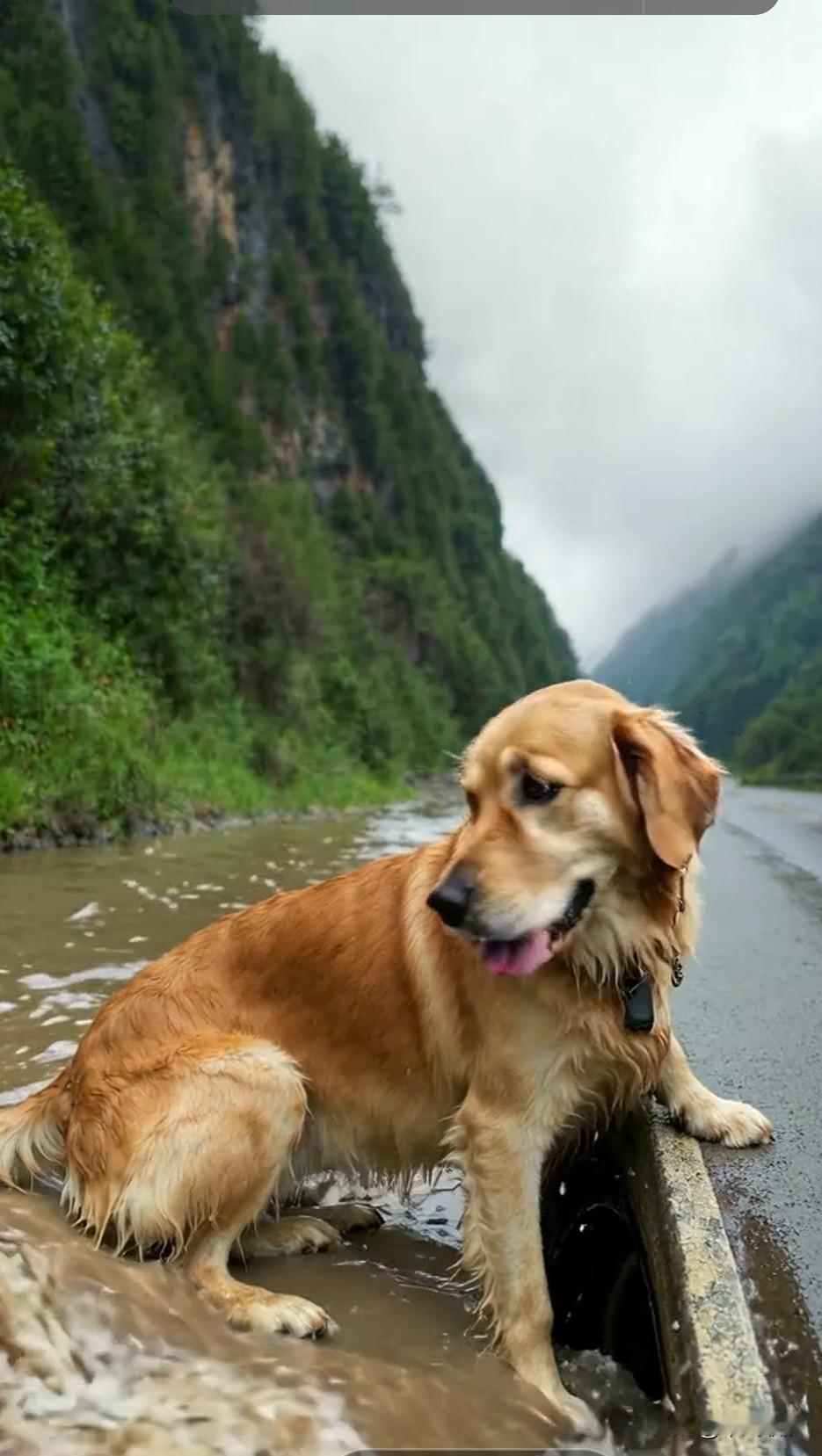 狗狗为了等待主人，一直守在原地。直至大雨倾盆而至，山洪泛滥成灾，它依旧固执地等待