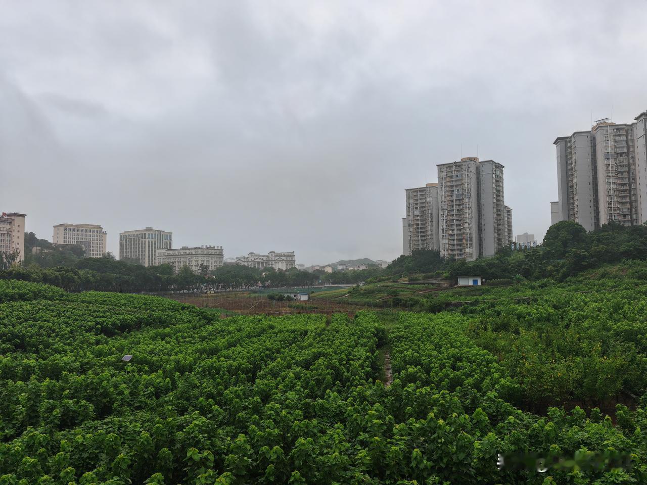 火炬重庆熄火了？整个六月重庆都被阴雨天气所包围，而且这场雨，差不多要持续到七月上