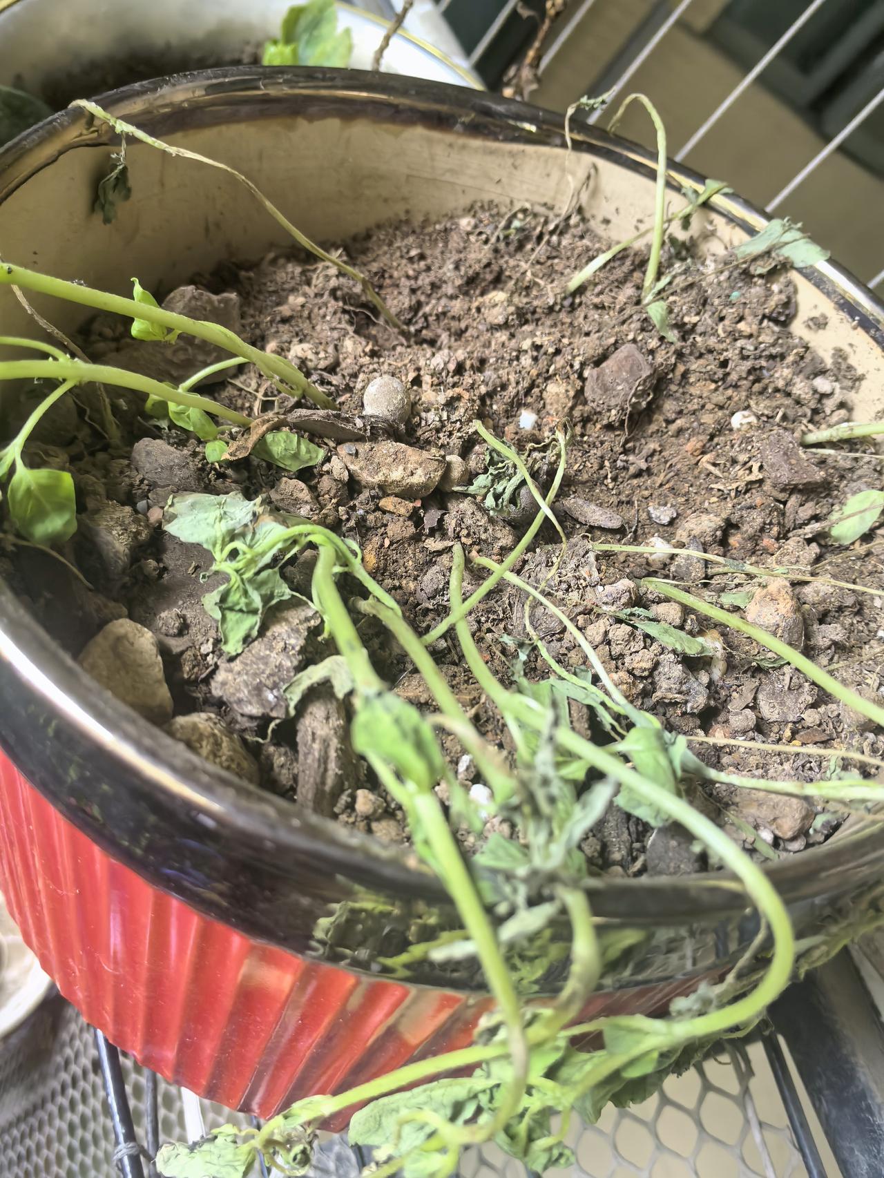 大家以后别在拼多多上买秧苗了，栽不活的，你看五块钱的秧苗，都成这样子了，白