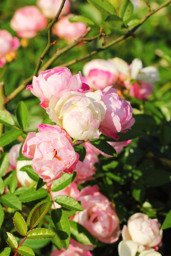 晒出你的本地生活