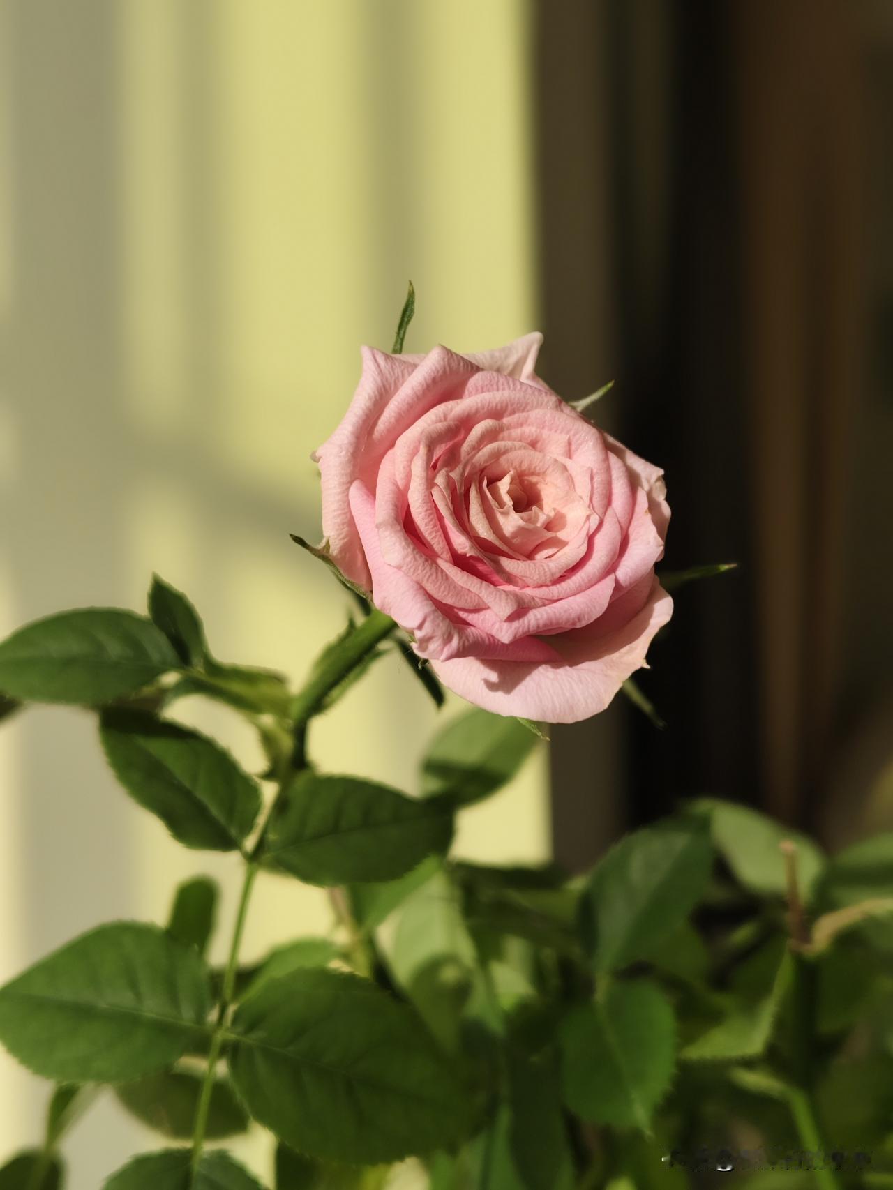 二姐搬回长春了，把月季花留给了我，我养花不太行，没想到姐姐给的这盆月季，却开的娇