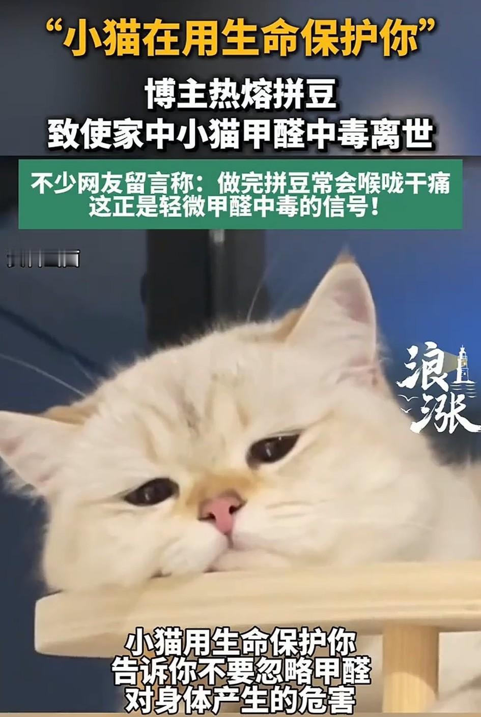 万万没有想到，一位做拼豆代拼的博主发文分享，最近自家小猫不幸去世，查出死因即是甲