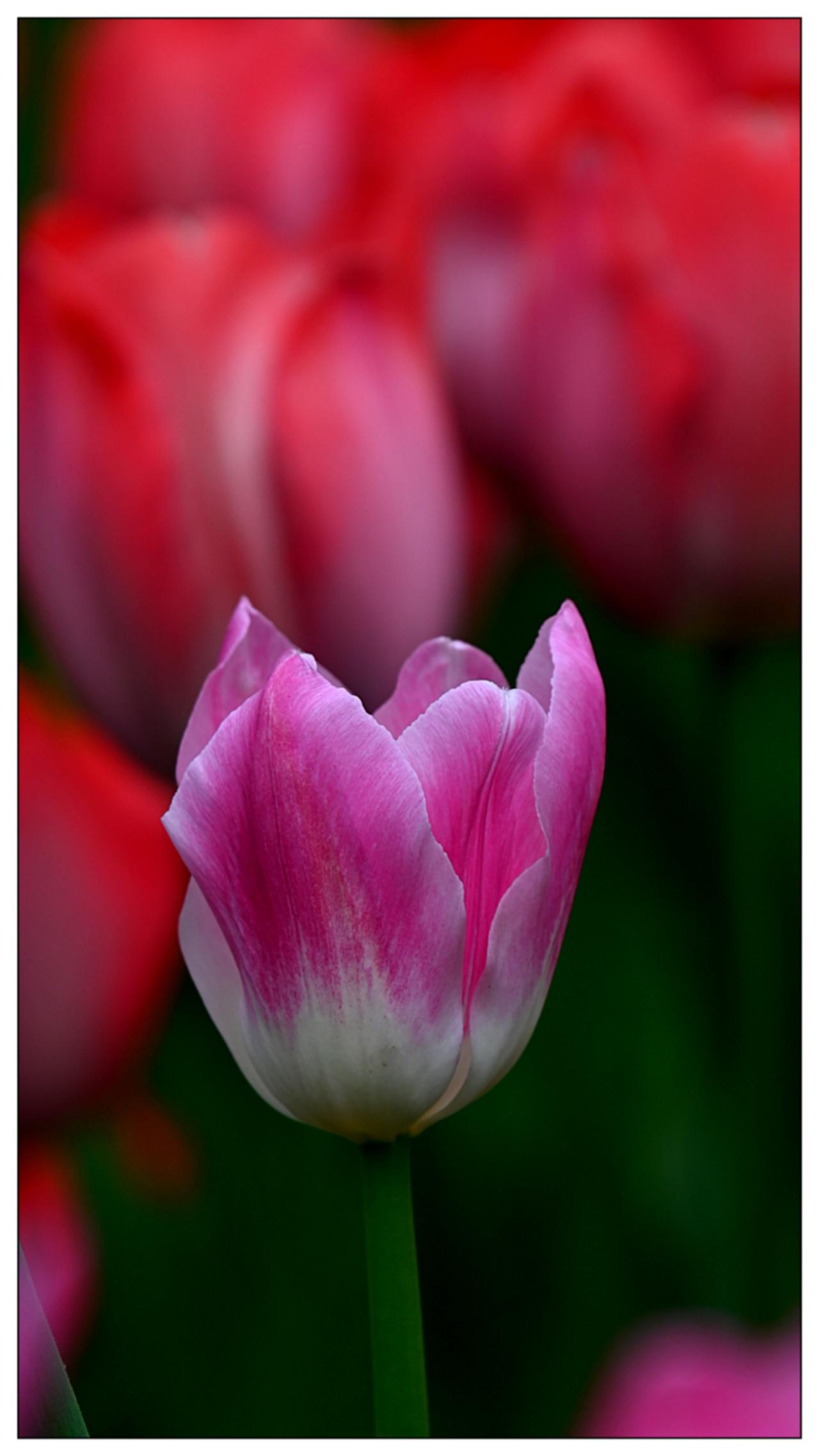 国家植物园郁金香