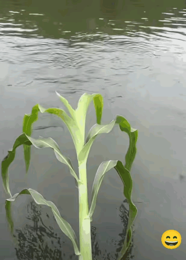这水底下的鱼也太猛了吧