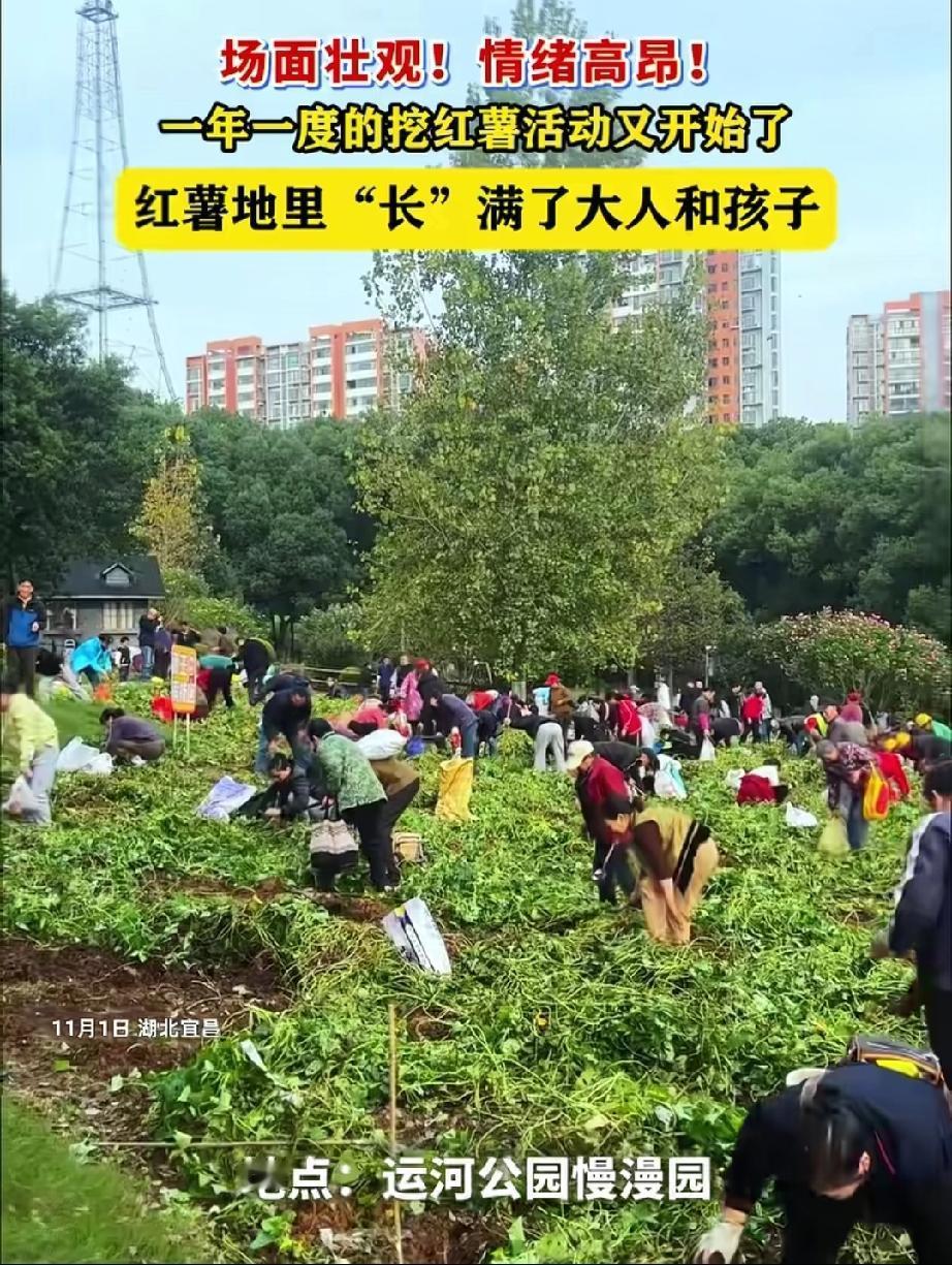 湖北宜昌，11月1日，又到了一年一度在运河公园挖红薯的好季节。又恰逢周末，那是大