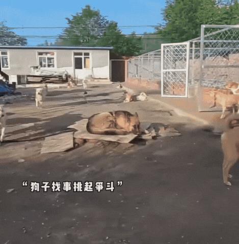 “长毛”是爱犬人土“胡子大叔爱犬部落”养的狗，他养了一百多只各种类型的狗，“长毛