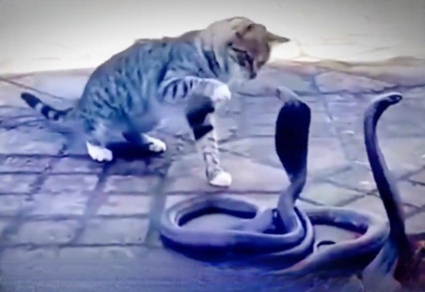 ＃猫咪为什么能打败眼镜蛇＃猫咪的祖先长期与蛇类共存，捕蛇是一种本能被保