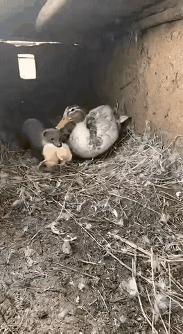 虽然不敢断定这是一个真实的画面，但是看完这个画面之后，让人血脉喷张，感觉就像看了