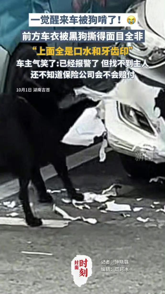 车被黑狗啃到面目全非听着是真的很搞笑哈哈哈，心疼车主。​​​
