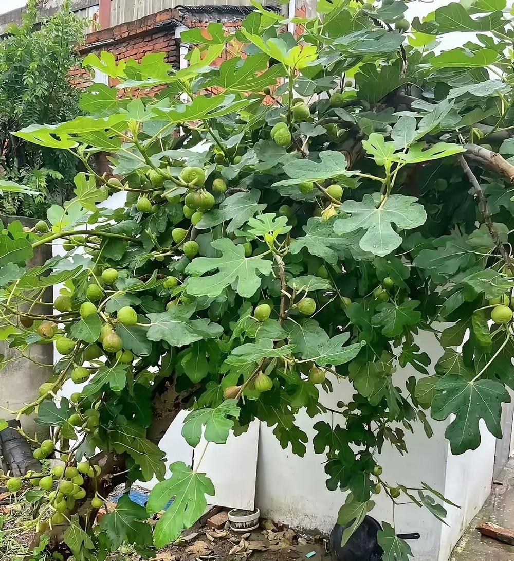 问了一天没人知道这是什么果实​？