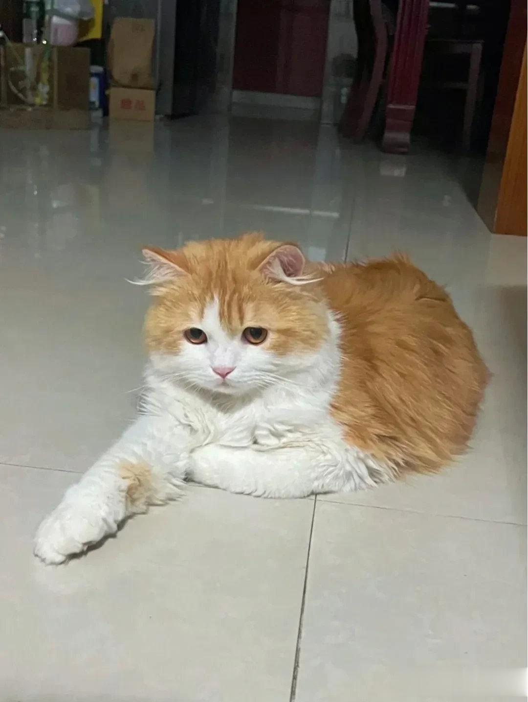 猪咪：麻麻！你睡了？好饿，好困，好想你...