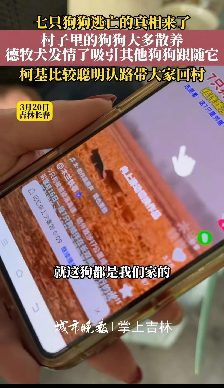 真的是超级大乌龙！这两天一则关于7只狗狗逃亡17公里也要回家的视频，把我一个不养