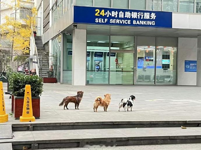 “小狗的抢银行计划”​​​