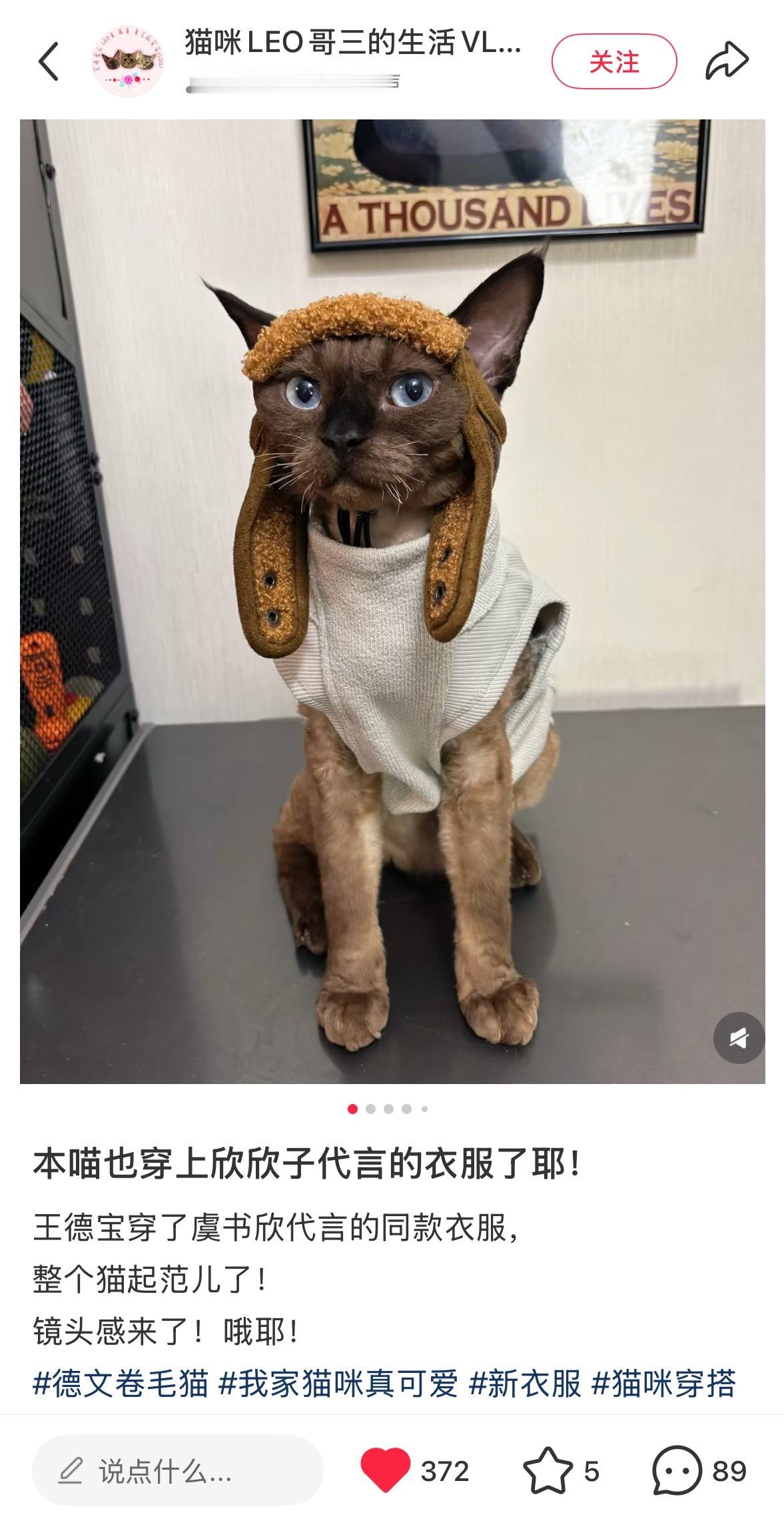 小猫咪也可以穿欸！！！去给我喜茶宝宝挑选一件！！！​​​