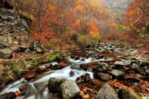 本溪"枫情"欣赏——老边沟风景区_风景520 本溪"枫情"欣赏——老边沟风景区