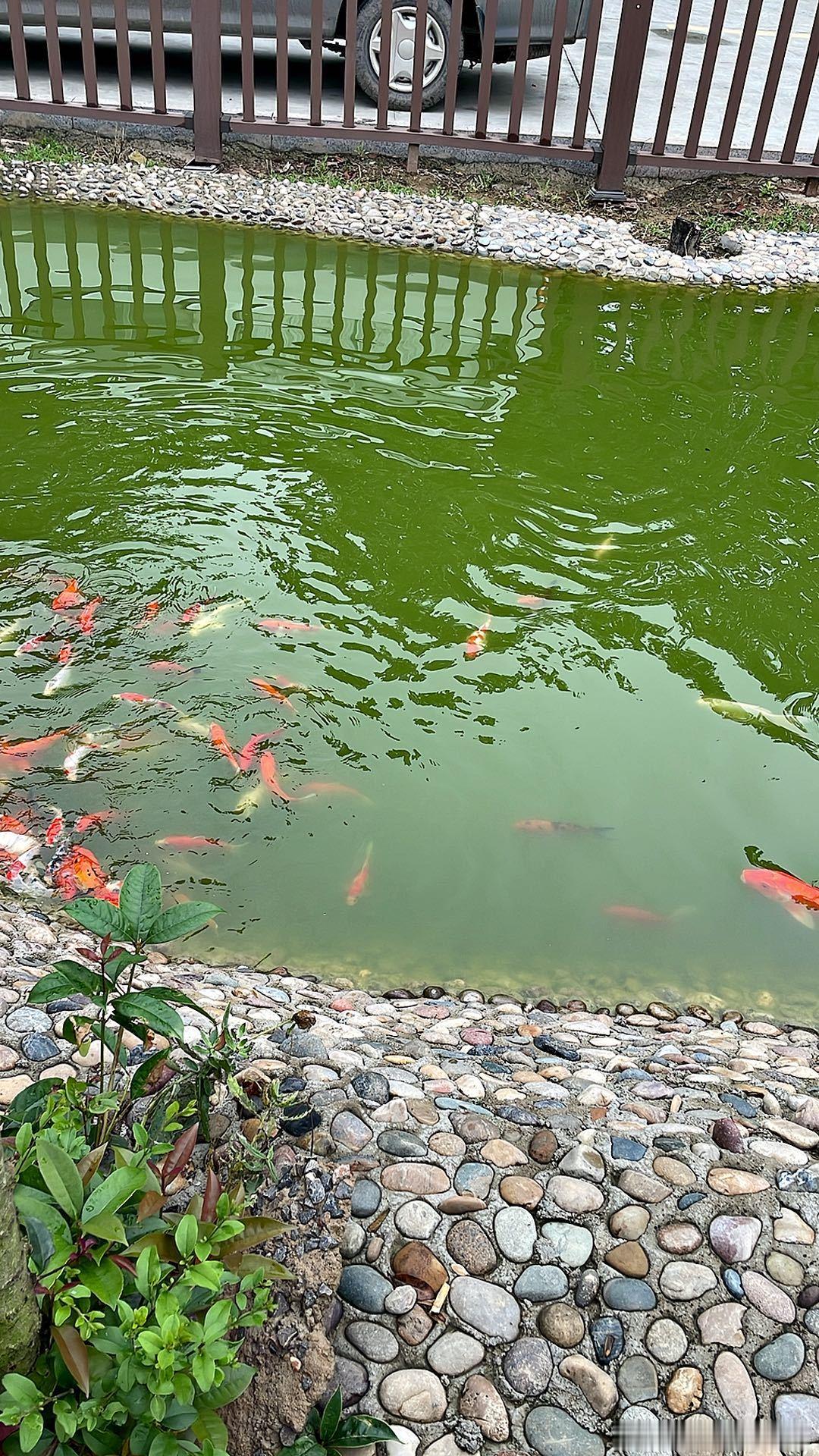 今天来到了火葬场送别猪先生的大伯虽然大家都心知肚明，走了对他是种解脱因为他脑出血