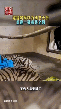 “瞬间破防了！”动物园里一只母猩猩分娩后，以为自己的孩子没能活下来，黯然离开了。