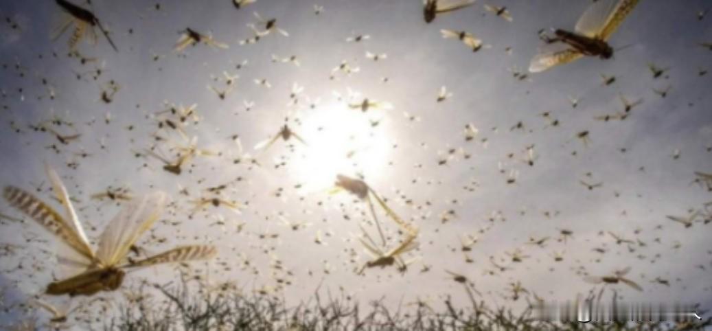 中国人真聪明！2000年新疆草原上的蝗虫多得能把太阳都遮了，眼瞅着3000万亩草