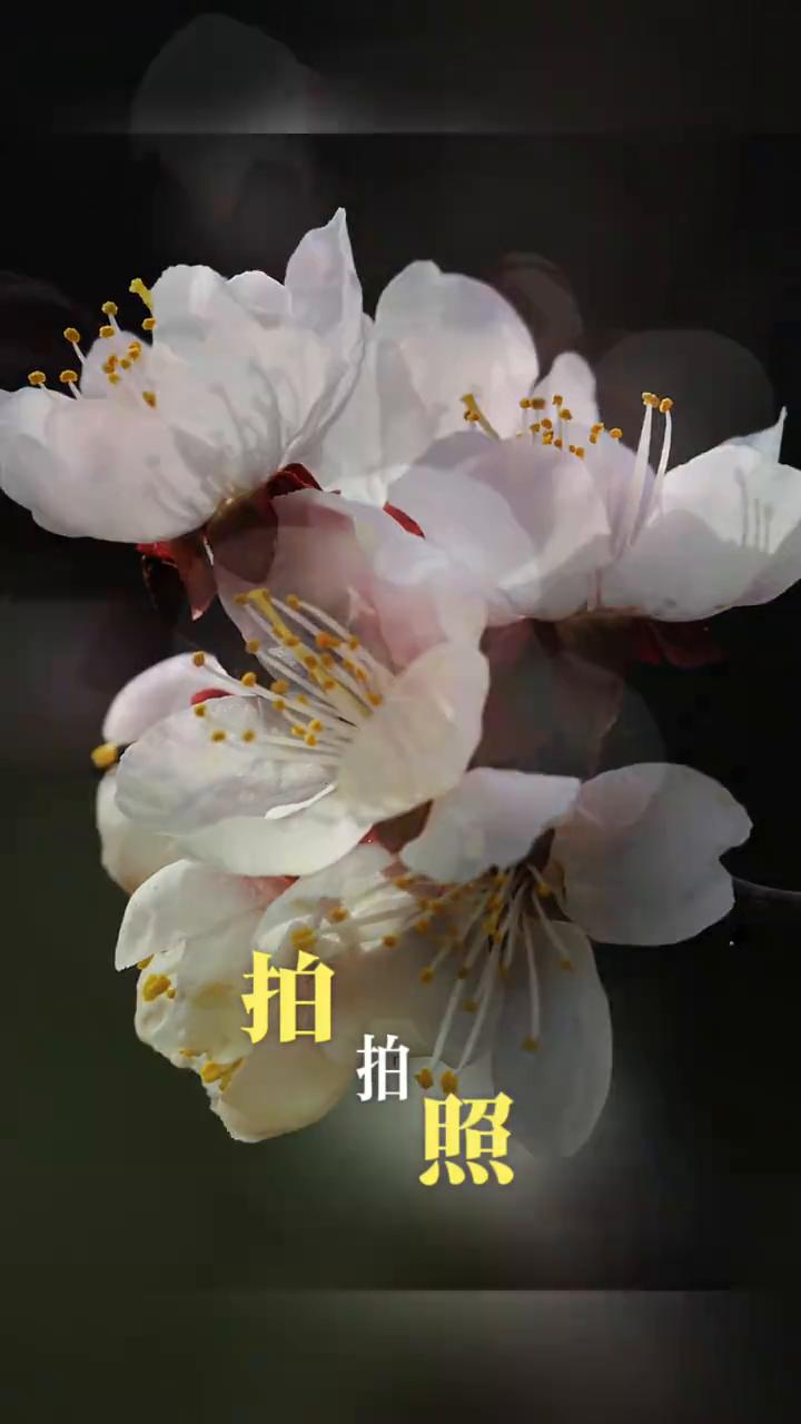 春光明媚的世界，有空就出去走走，看看风景，拍拍照。与青山绿水同行，与春风暖阳相伴