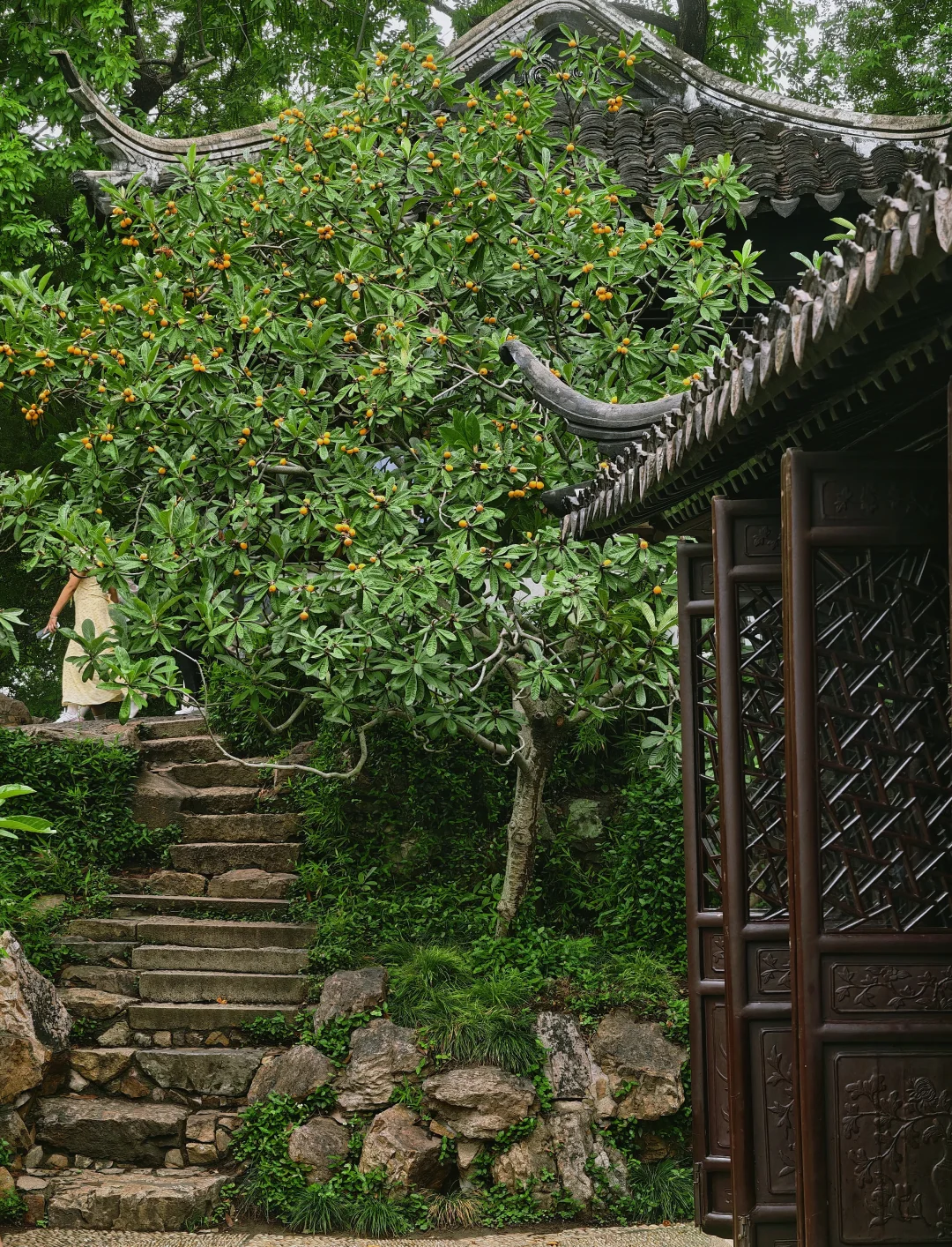 拙政园的夏天，是从这满园枇杷金黄开始的…