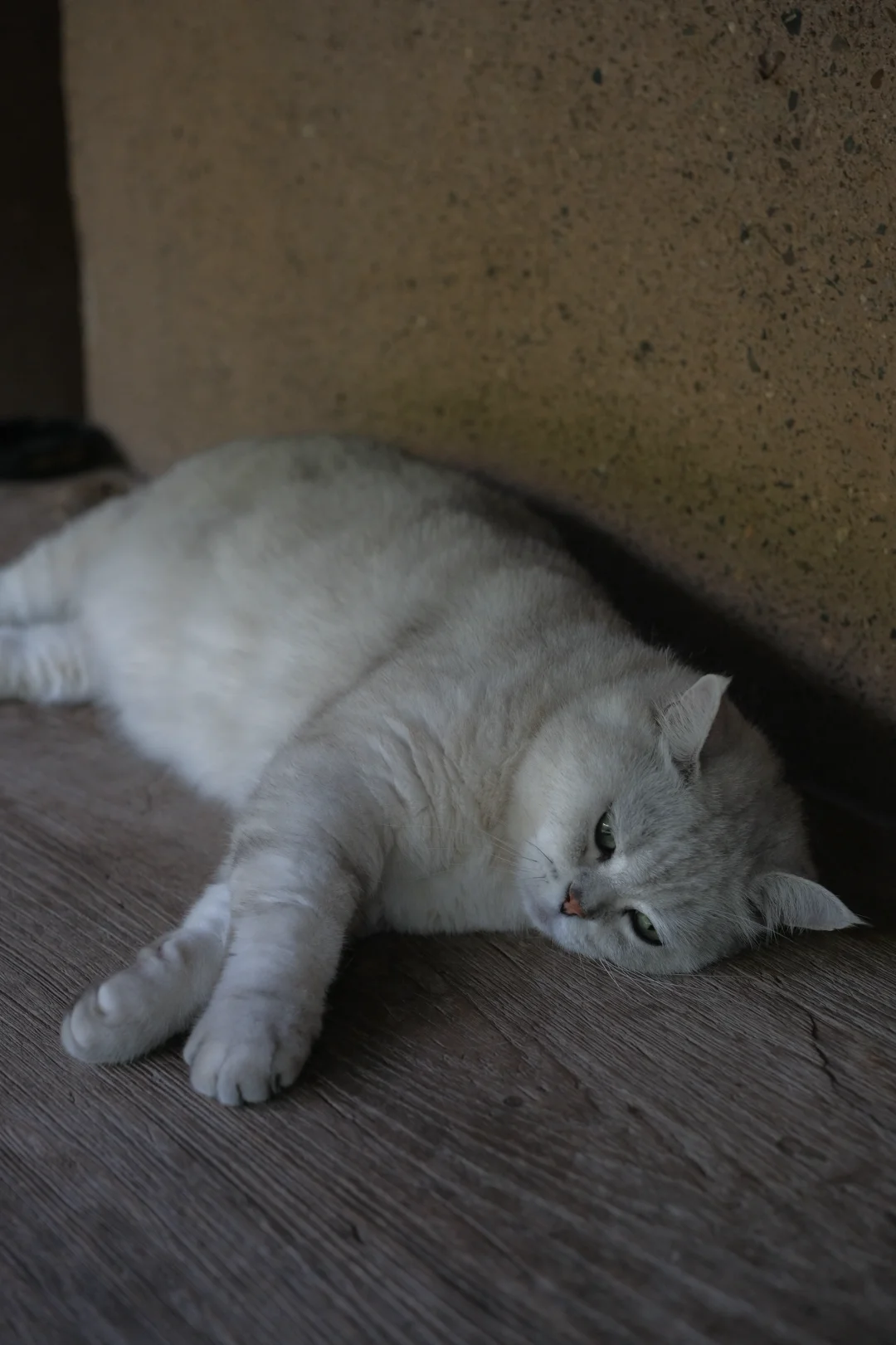 相机拍猫看起来胖胖