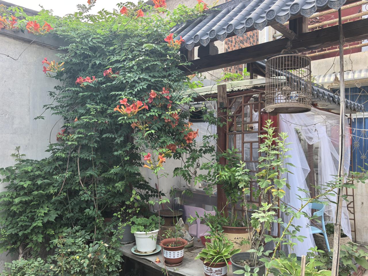 有个小院可以扩展思路，增加创意，实现自己想法。种菜，养花，喂鸟，喝茶，习字，把退
