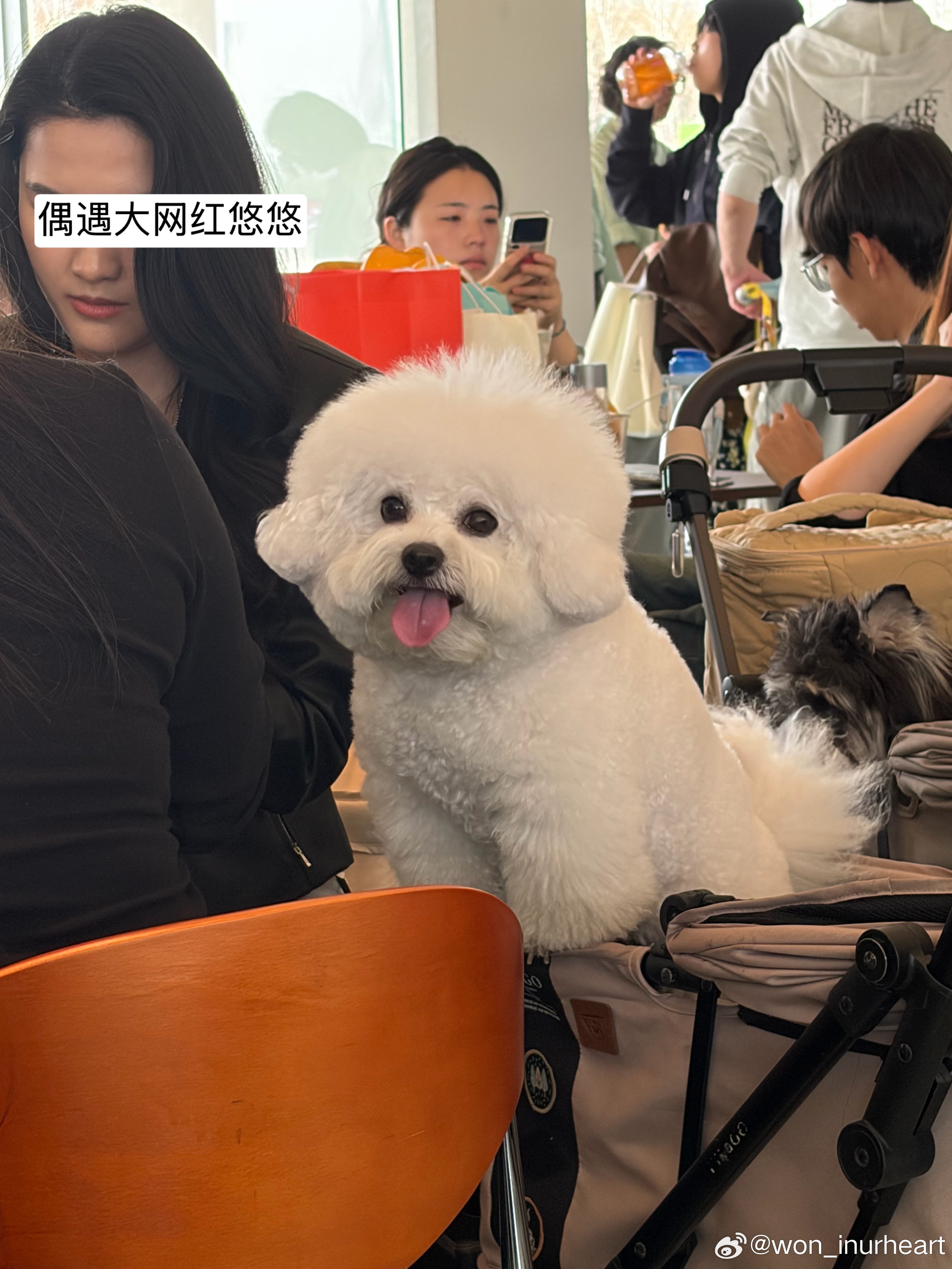 世界应该一直是春天和到处是小狗