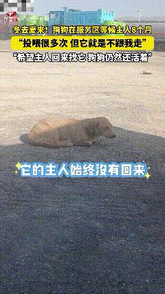泪目了！近日报道，新疆精河县，一男子得知狗狗在服务区等待主人8个月，投喂多次，却