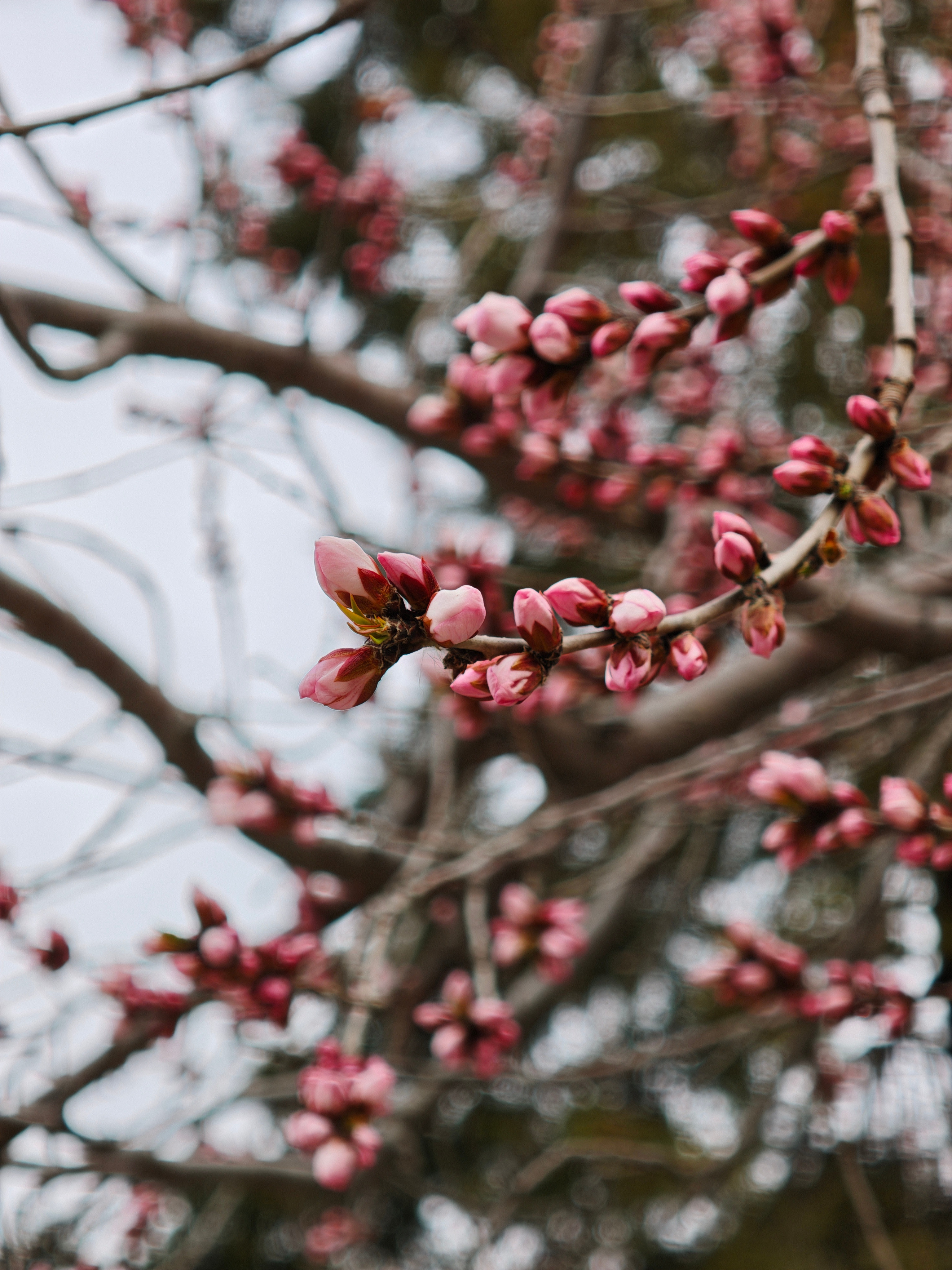 三月天津桃花堤等你一起赏桃花三月风暖，北运河畔桃花堤如约盛放。粉白云霞铺满长堤，