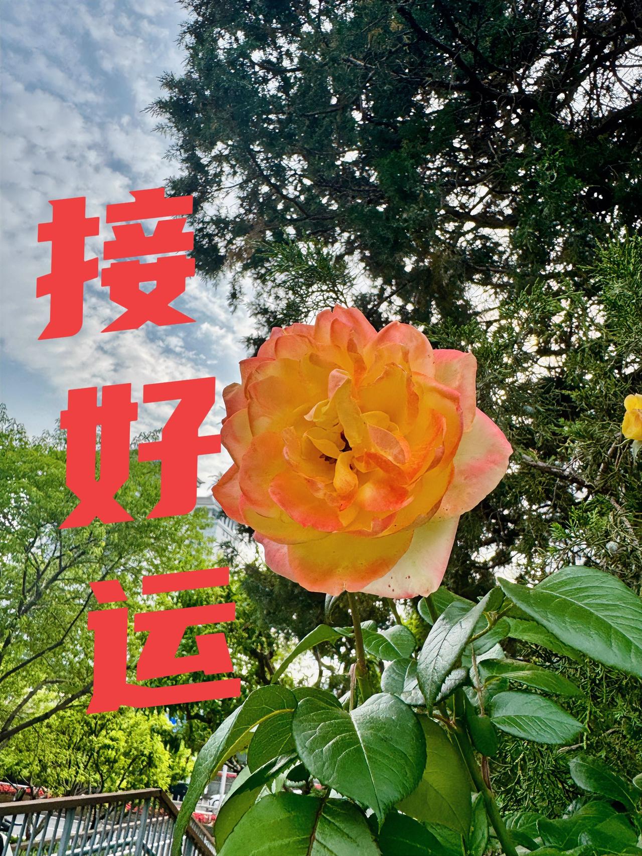 接好运！恭喜周（6/7～13）运前五名——天秤座♎️欲望增强，更加忙碌，事业