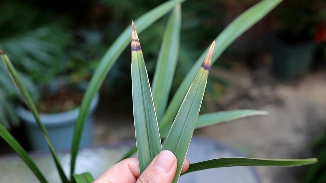 识别兰花叶片斑点: 炭疽病的症状与防治全攻略