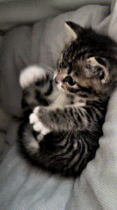 注意看！这是俺妈刚带回来的小狸花猫，躺在那儿跟个小屁孩似的，就知道玩自己的小脚丫