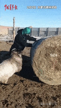 太有灵性了！内蒙古锡林郭勒，一位牧民准备清理一下牧场，没想到正卷草的时候，一只羊