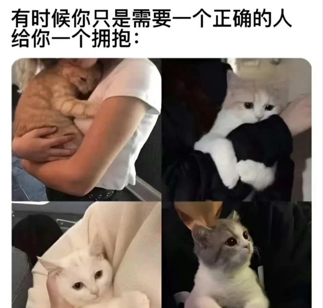 喵meme分享猫meme此图有梗梗图猫咪统治地球猫咪搞笑m