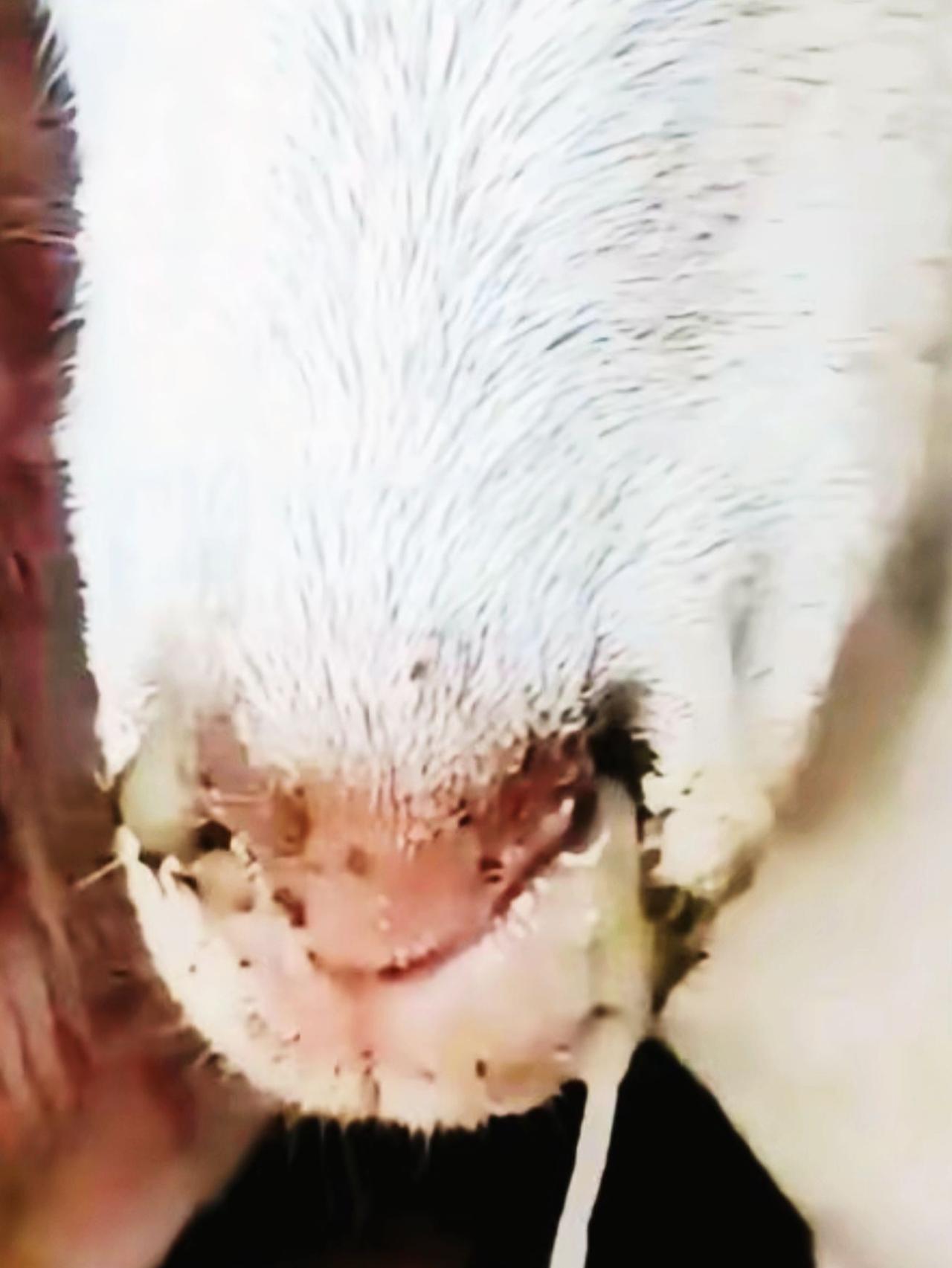 养羊人农村养羊牛羊养殖