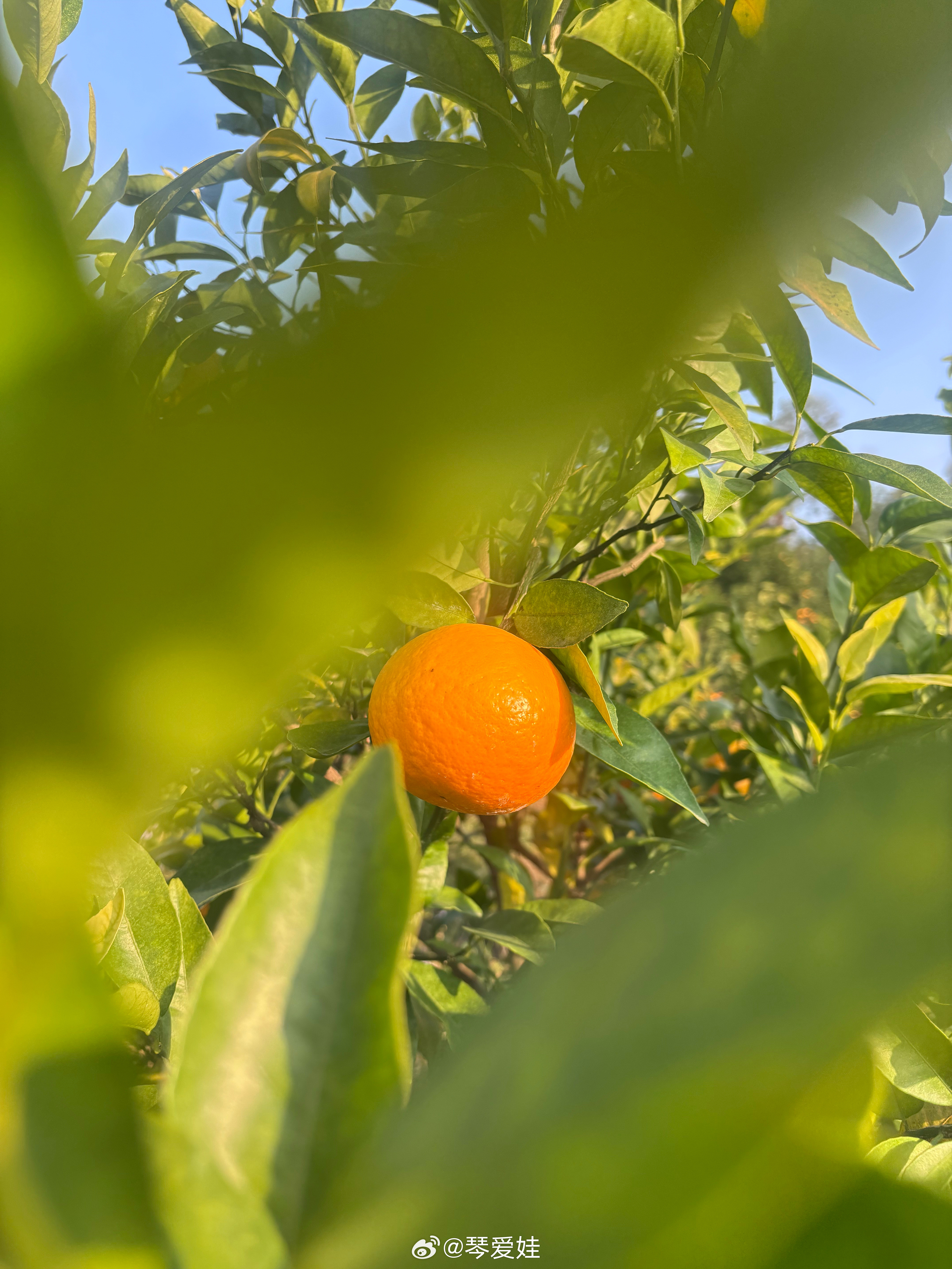 下午和几位同事一起去下乡，到了一位同事联系的沃柑种植大户那里。我们的车刚停下来，