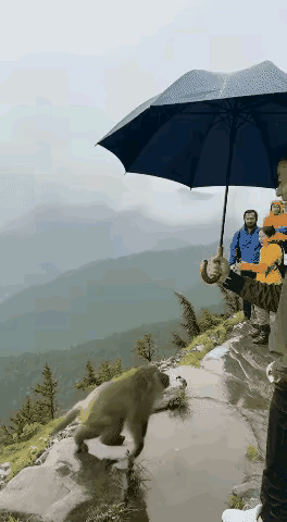 猴子去抢客人手里的伞，没想到开始空中旅行了。