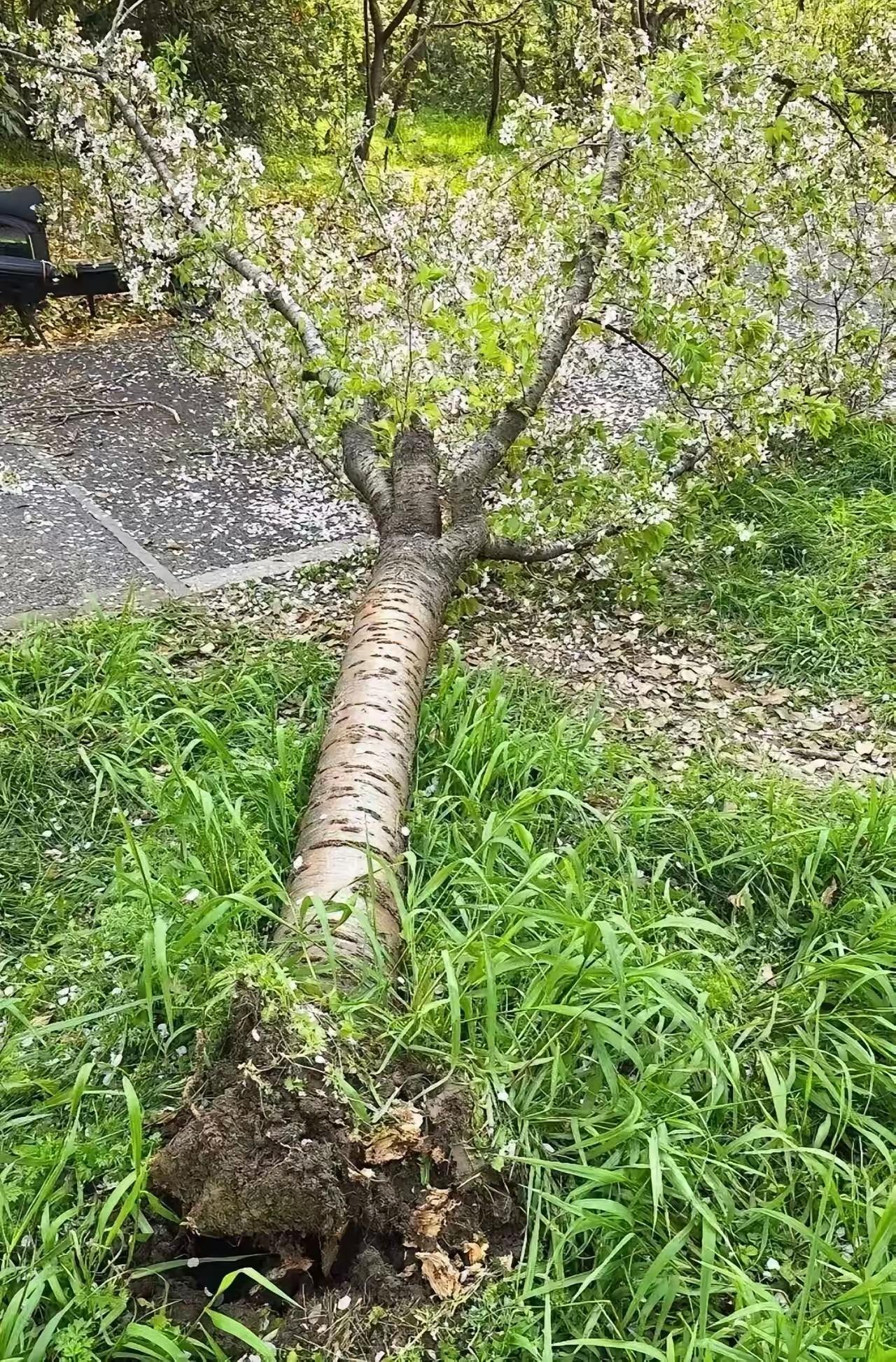 这就是臭美的代价！上海女子上树拍照压垮20年樱花树，赔偿罚款双至引众怒春日