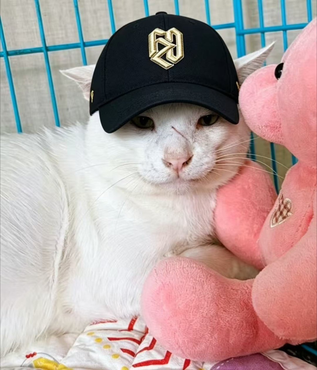孩子和大哥长得真像啊，难怪我误会了，以为你们是一家。。猫咪深圳领养